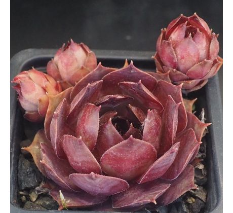 Sempervivum ADELTRUID
