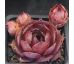 Sempervivum ADELTRUID