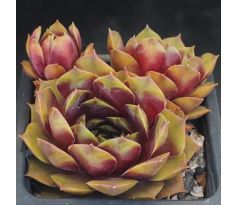 Sempervivum AGGIE