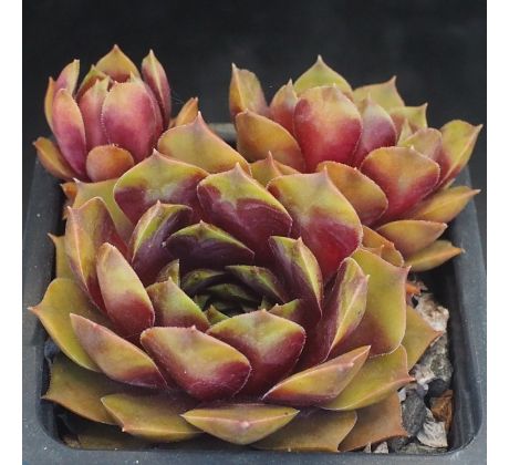 Sempervivum AGGIE