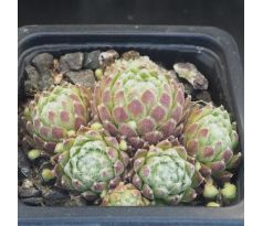 Sempervivum ALBUM ROSEUM