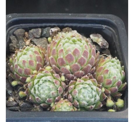 Sempervivum ALBUM ROSEUM
