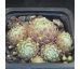 Sempervivum ALBUM ROSEUM
