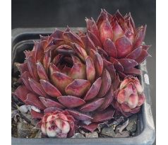 Sempervivum ALCITHOE