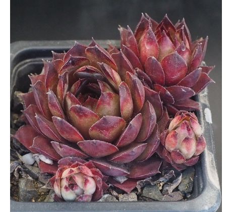 Sempervivum ALCITHOE
