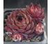 Sempervivum ALCITHOE