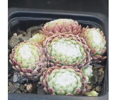 Sempervivum BANTOE