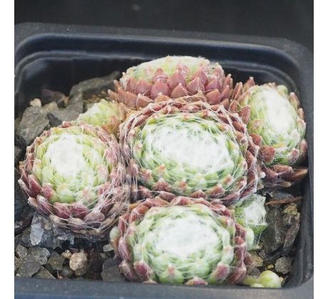 Sempervivum BANTOE