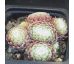 Sempervivum BANTOE