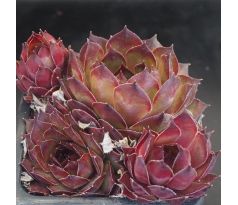 Sempervivum CARDINAL