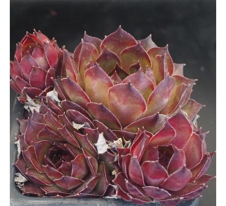 Sempervivum CARDINAL