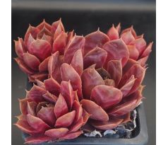 Sempervivum DAME ARSAC