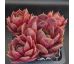 Sempervivum DAME ARSAC