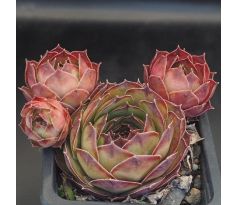 Sempervivum ESMERALDA
