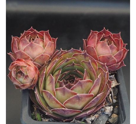 Sempervivum ESMERALDA