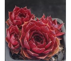 Sempervivum KREATIVER TEUFEL