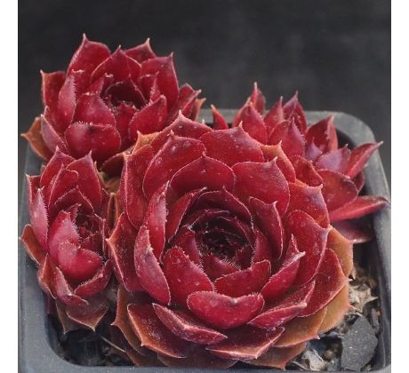 Sempervivum KREATIVER TEUFEL