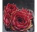 Sempervivum KREATIVER TEUFEL