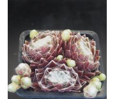Sempervivum SILVER ZUZANNA
