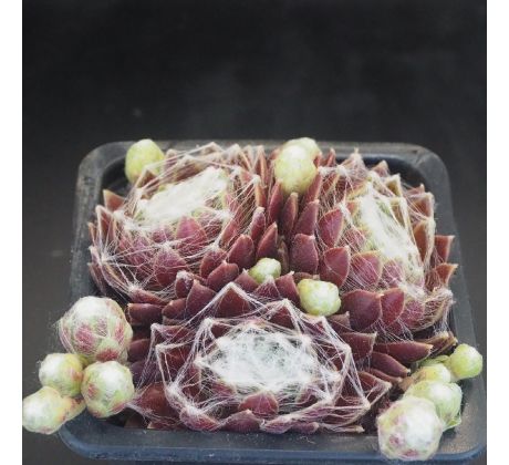 Sempervivum SILVER ZUZANNA
