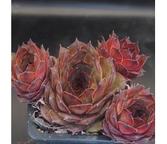 Sempervivum FLUFFY FLUKE