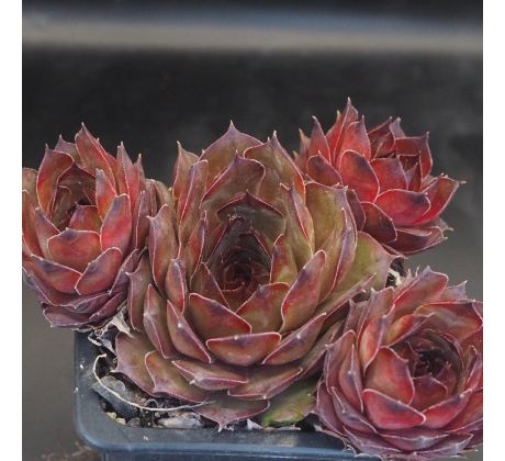 Sempervivum FLUFFY FLUKE