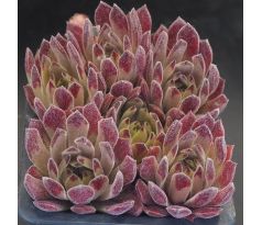 Sempervivum LITTLE SISTER