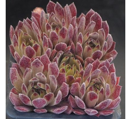 Sempervivum LITTLE SISTER