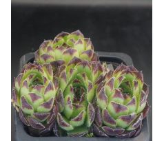Sempervivum HACCOMBE WARRIOR
