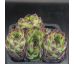 Sempervivum HACCOMBE WARRIOR