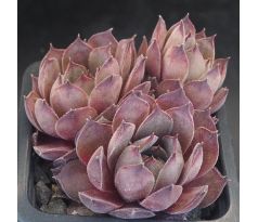 Sempervivum JAITSKE