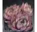 Sempervivum JAITSKE