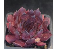 Sempervivum IMPOLIE