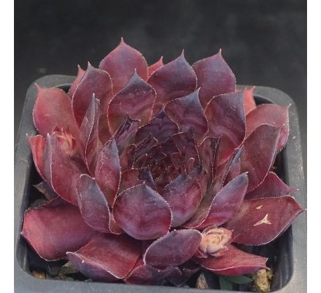 Sempervivum IMPOLIE