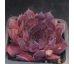 Sempervivum IMPOLIE