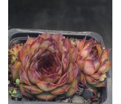 Sempervivum HAMBURG
