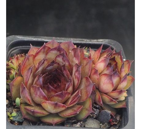 Sempervivum HAMBURG