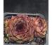 Sempervivum HAMBURG