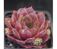 Sempervivum GARDEN GLORY