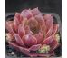Sempervivum GARDEN GLORY