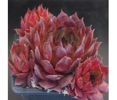 Sempervivum LILA ZEBRA