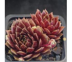 Sempervivum HIGHT HANEBAL