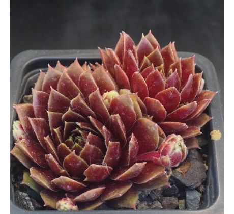 Sempervivum HIGHT HANEBAL
