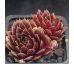 Sempervivum HIGHT HANEBAL