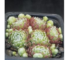 Sempervivum ICE CUP