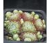 Sempervivum ICE CUP