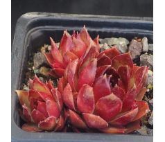 Sempervivum INDIAN SUMMER