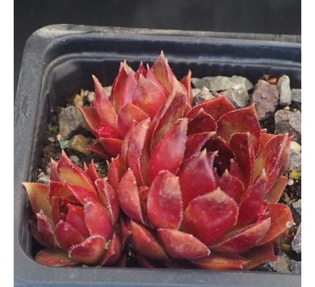 Sempervivum INDIAN SUMMER