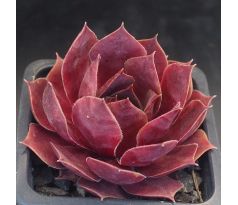 Sempervivum HAVANA