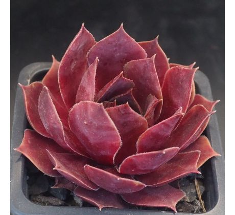 Sempervivum HAVANA